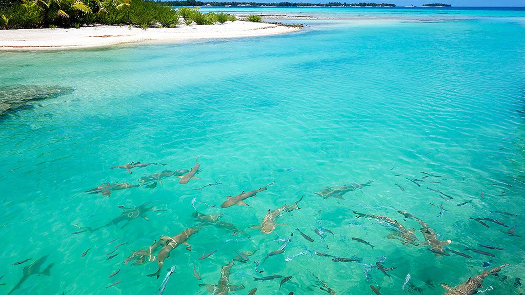 Tikehau,In,French,Polynesia