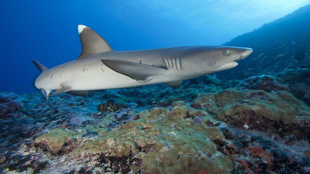 Whitetip,Reef,Shark,Swimming,Along,The,Coral,Reef