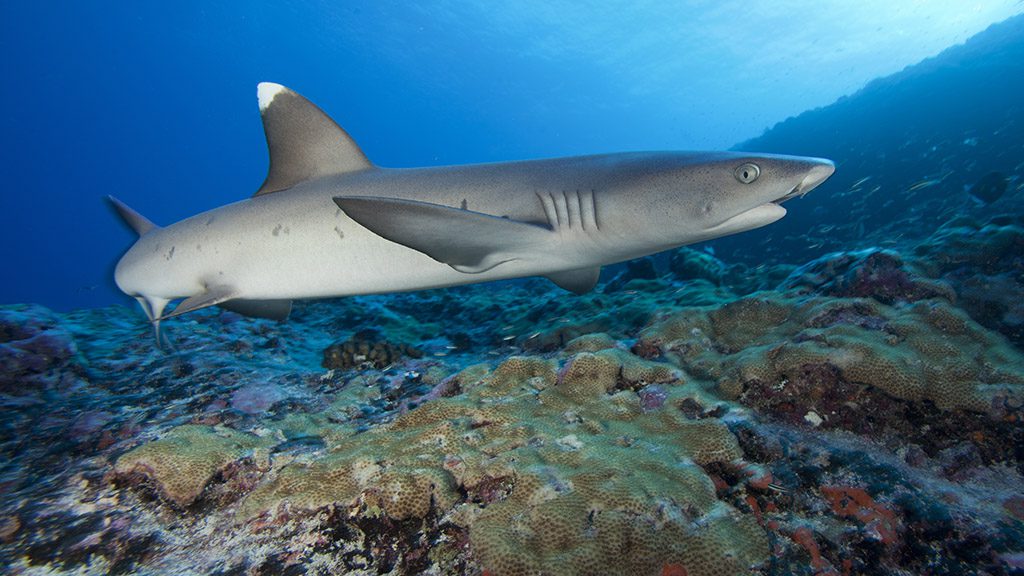 Whitetip,Reef,Shark,Swimming,Along,The,Coral,Reef Whitetip,Reef,Shark,Swimming,Along,The,Coral,Reef