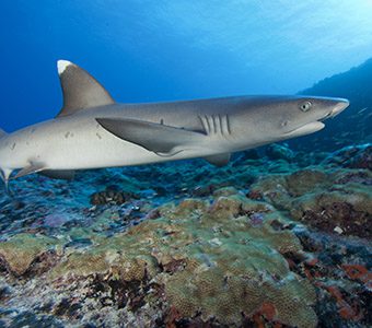 Whitetip,Reef,Shark,Swimming,Along,The,Coral,Reef