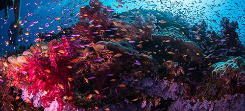 Paradise Taveuni Diver Specials