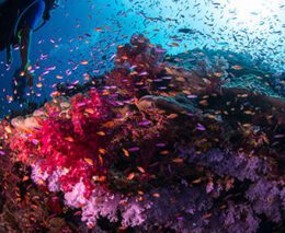 7 dive paradise taveuni fiji feature