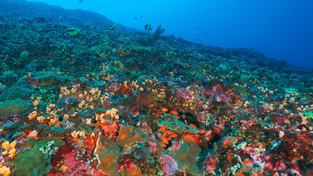 Reef,Fully,Covered,With,Various,Corals,(nusa,Lembongan,,Bali,,Indonesia)