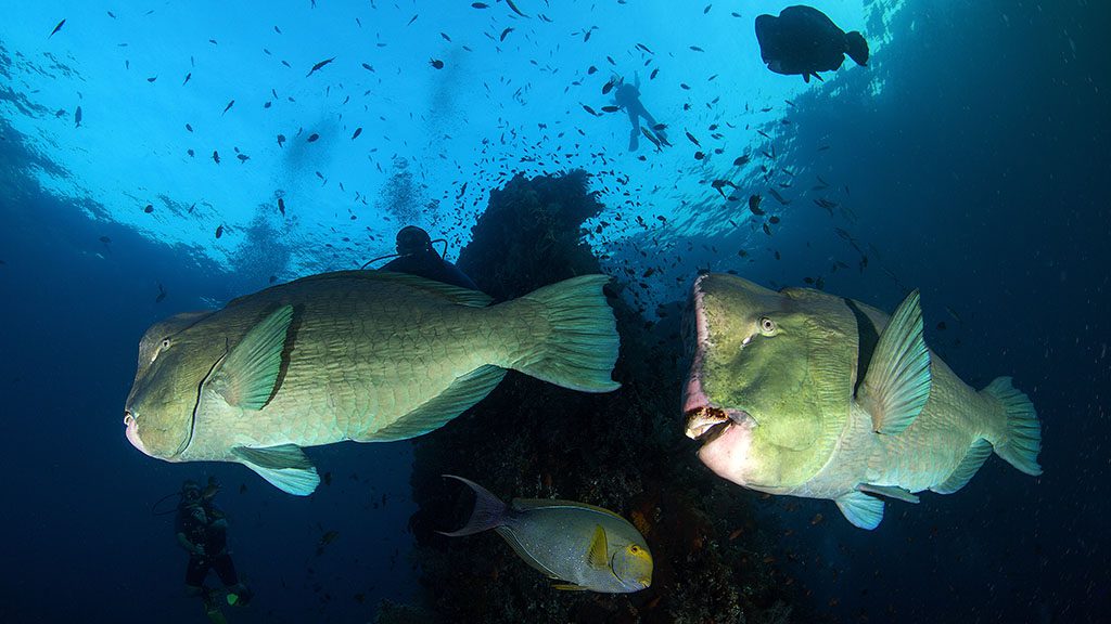 Bumphead,Parrotfish,On,The,Wreck,,Bali,Tulamben,,Indonesia