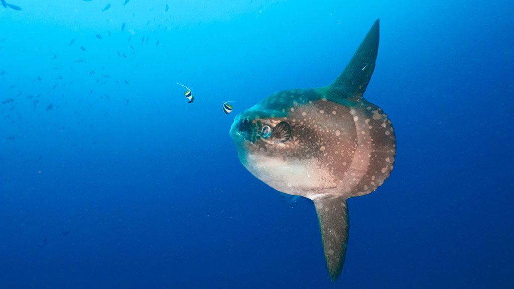 Hoodwinker,Sunfish,In,A,Blue,Water,(nusa,Lembongan,,Bali,,Indonesia)