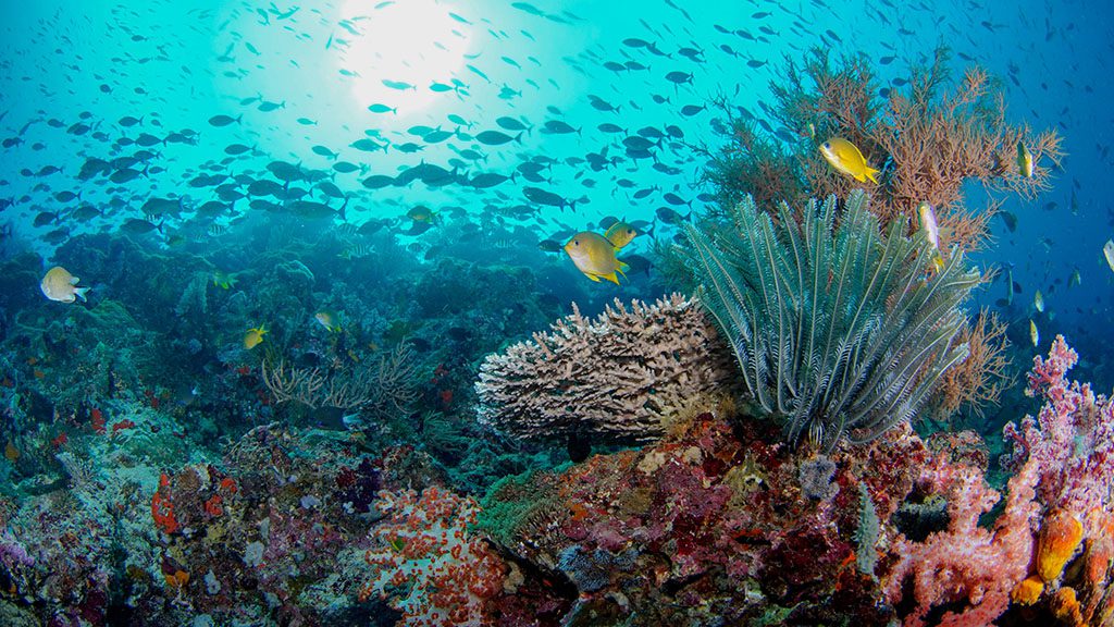 Coral,Garden,Of,Menjangan,Island,Bali