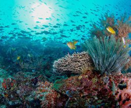 Coral,Garden,Of,Menjangan,Island,Bali