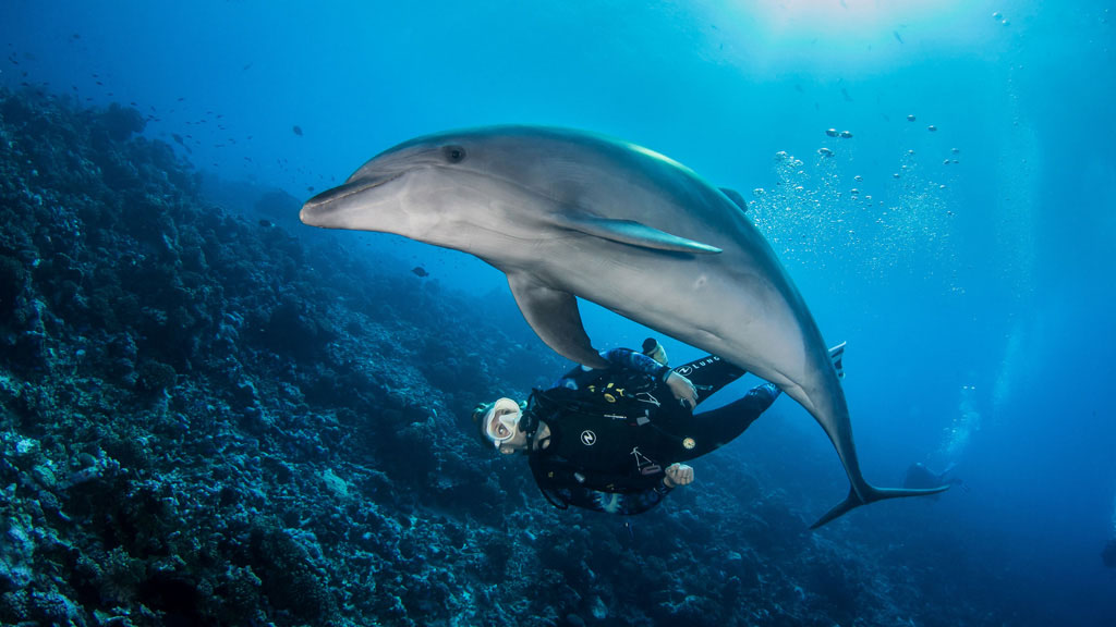 Tahiti Rangiroa dolphin © Bernard Beaussier