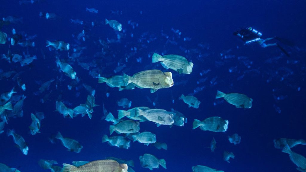 10 Palau Siren Liveaboard Palau bumphead parrotfish spawning