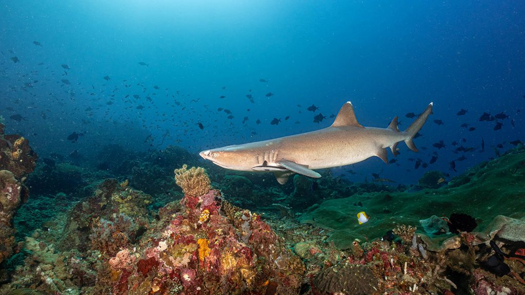 17 Tompotika dive resort Central Sulawesi Indonesia reef shark