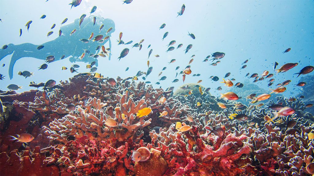 18 proco island bambu resort Halmahera Indonesia coral diver