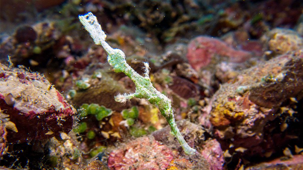 20 proco island bambu resort Halmahera Indonesia ghost pipefish