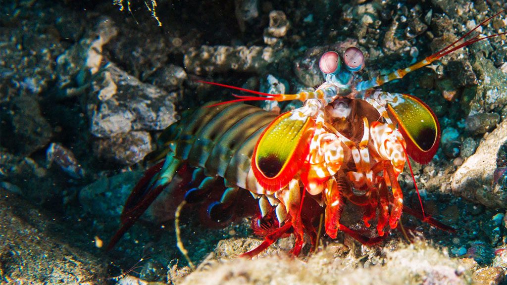 21 proco island bambu resort Halmahera Indonesia peacock mantis shrimp
