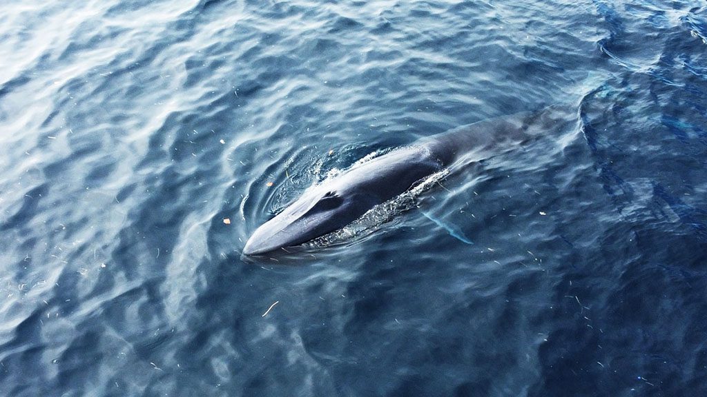22 proco island bambu resort Halmahera Indonesia pilot whale