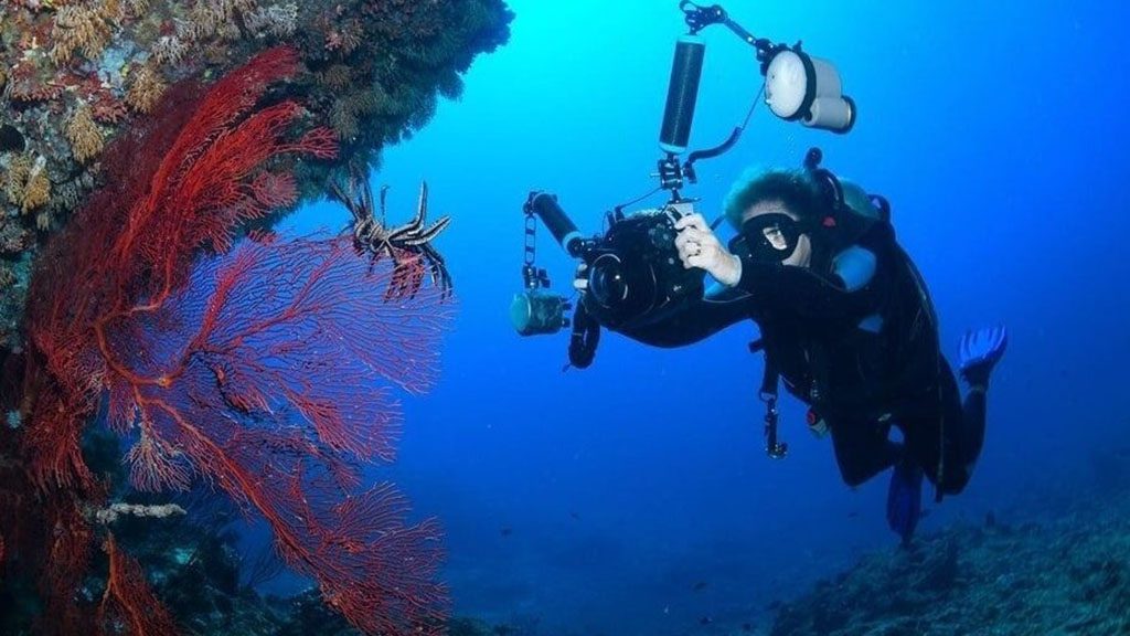 Beqa Lagoon soft coral photographer