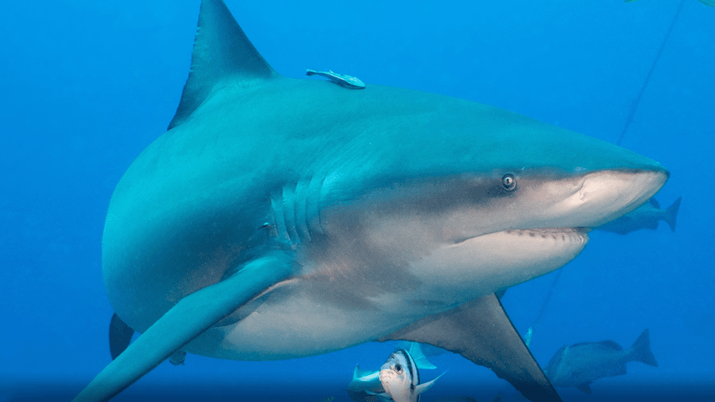 Bistro shark dive close up shark