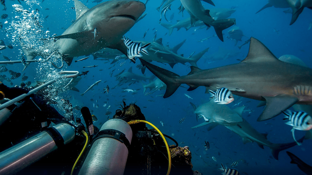 Bistro shark dive sharks and divers