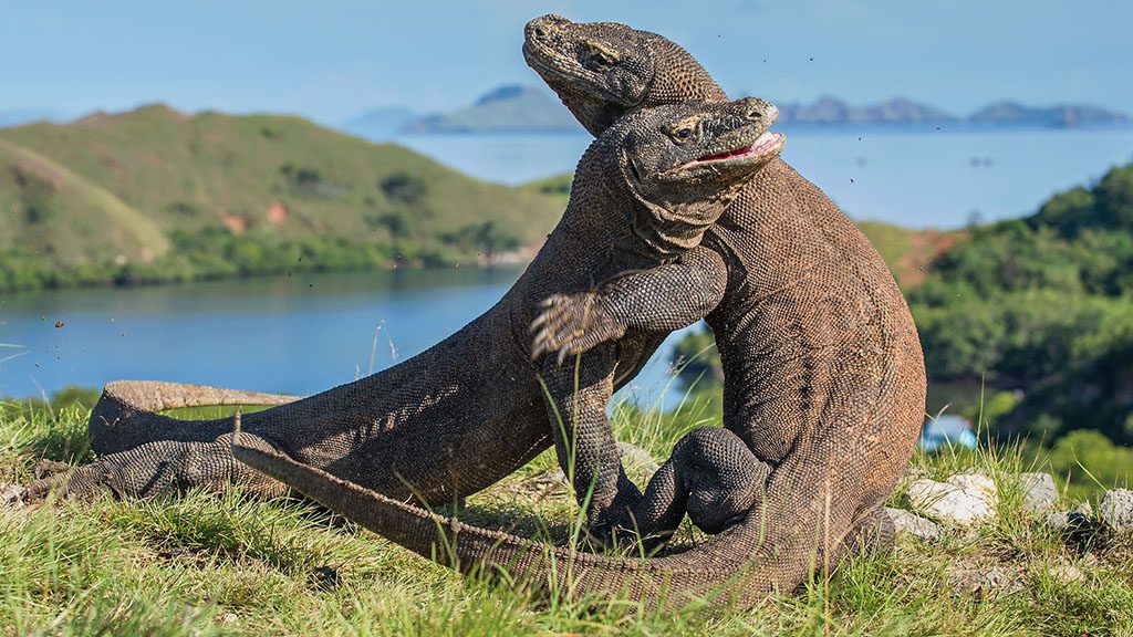 Komodo dragons shutterstock 597195254 1024