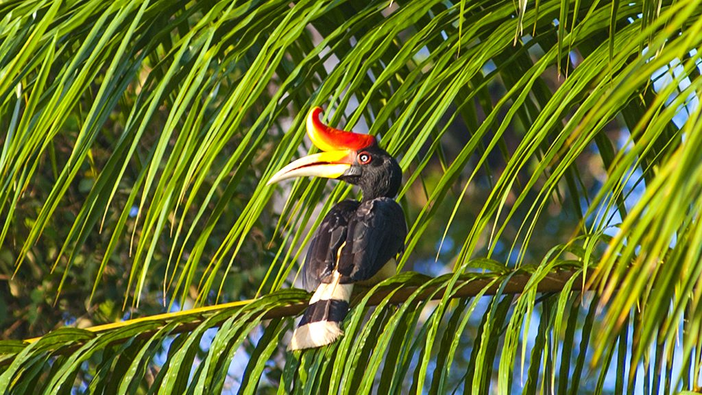 7 Sepilok Nature Resort Sabah Borneo Malaysia hornbill