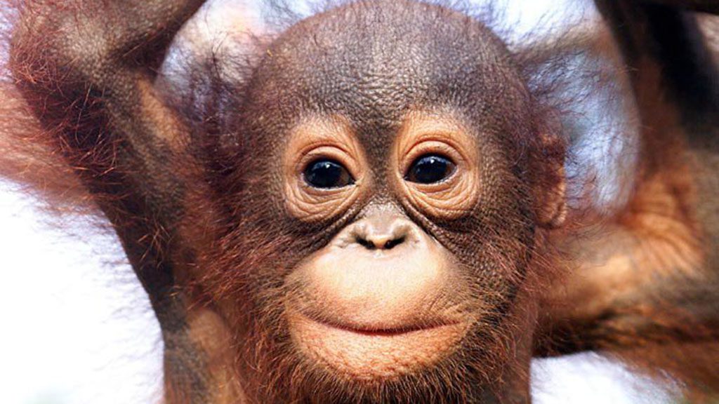 8 Sepilok Nature Resort Sabah Borneo Malaysia orangutan
