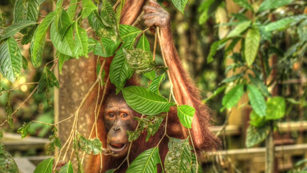 9 Sepilok Nature Resort Sabah Borneo Malaysia orangutan