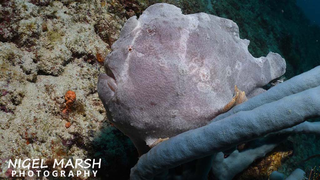 anda giant frogfish