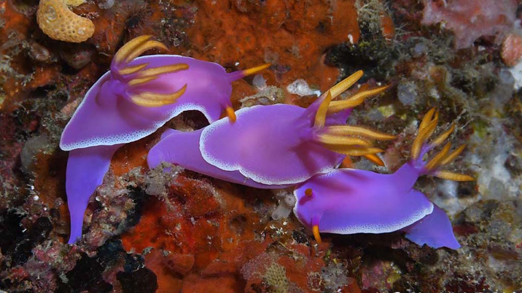 anda nudibranchs