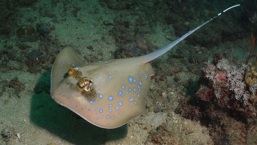 anda oriental bluespotted maskray