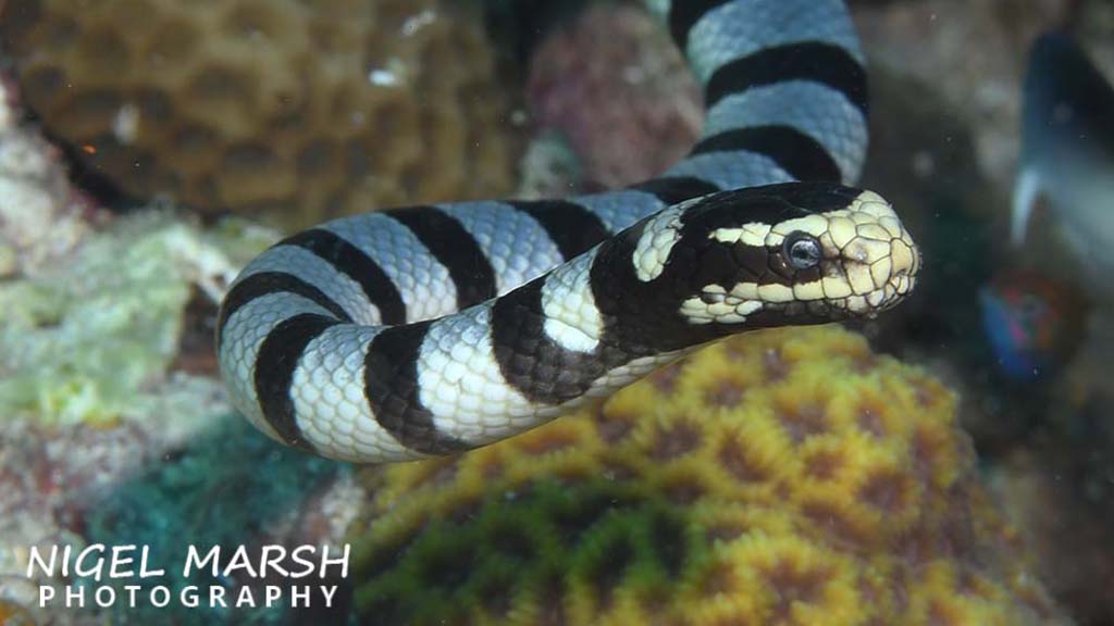 anda yellow lipped sea krait