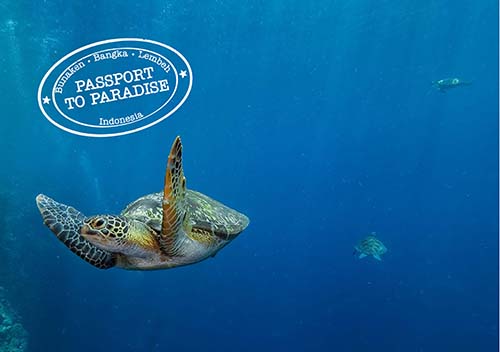 Murex Passport to Paradise Bunaken turtles SP