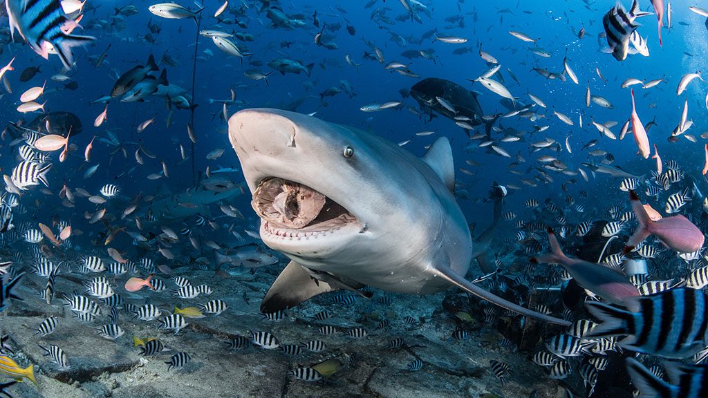 13 waidroka bay resort coral coast Fiji bistro shark dive