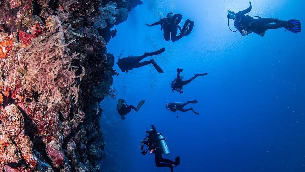 14 waidroka bay resort coral coast Fiji frigates wall dive site