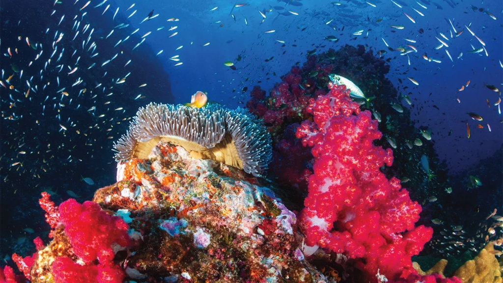 15 Damai 2 Liveaboard Indonesia banda sea soft coral