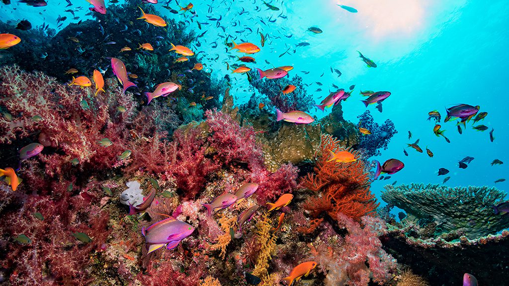 15 waidroka bay resort coral coast Fiji coral dive