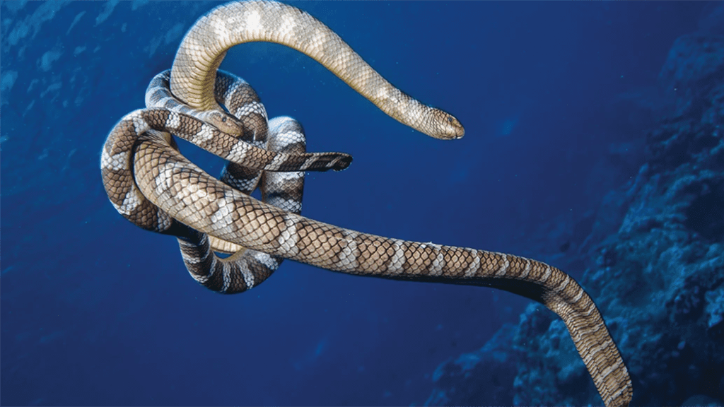 16 Damai 2 Liveaboard Indonesia banda sea snakes