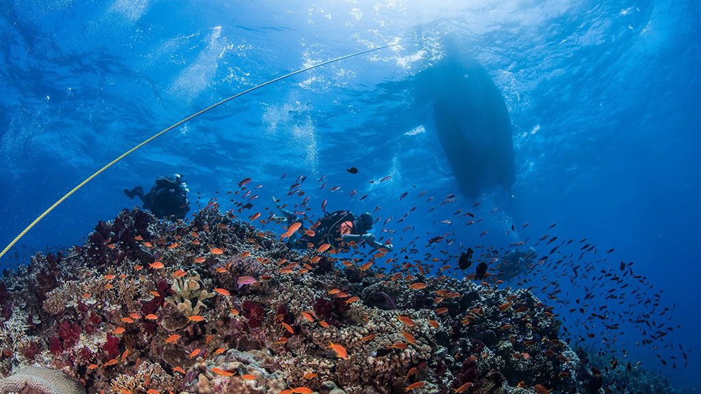 16 waidroka bay resort coral coast Fiji pontes playground dive