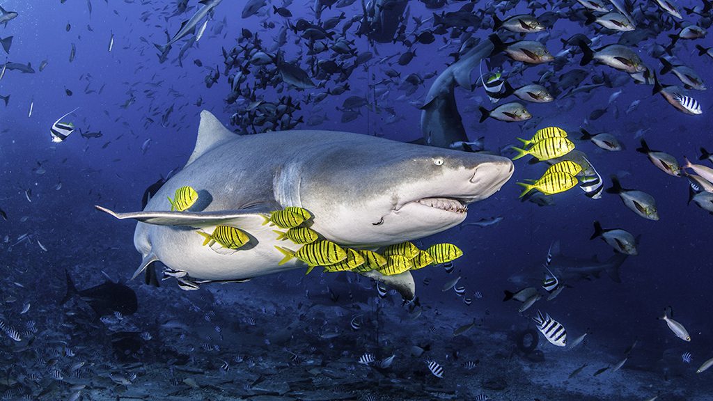 17 waidroka bay resort coral coast Fiji bistro shark dive 2