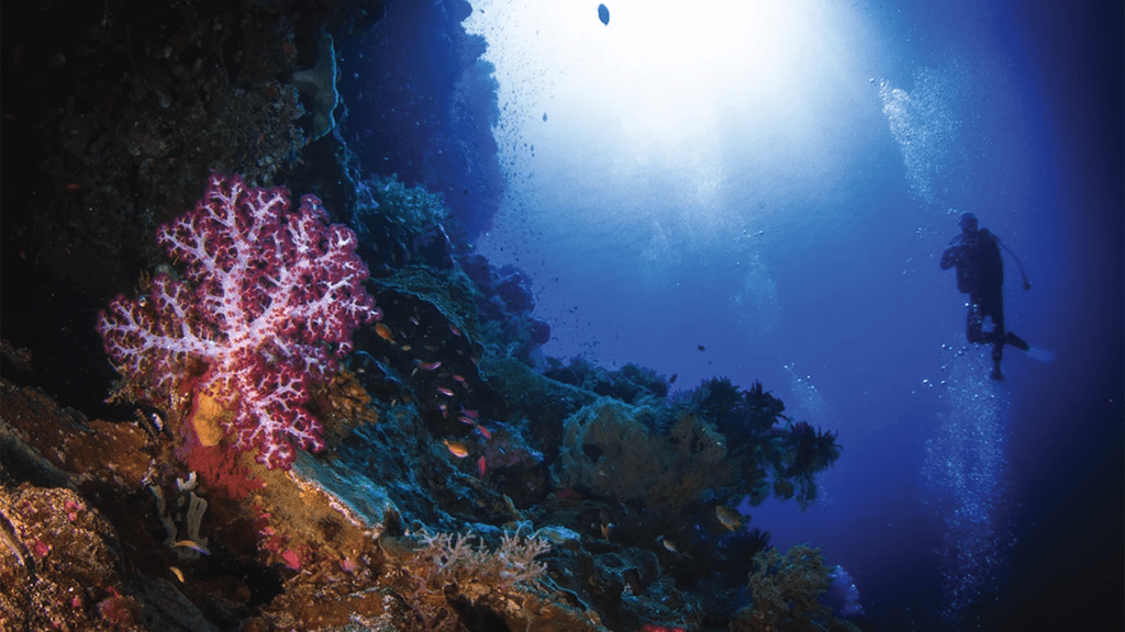 19 Damai 2 Liveaboard Indonesia banda soft coral diver