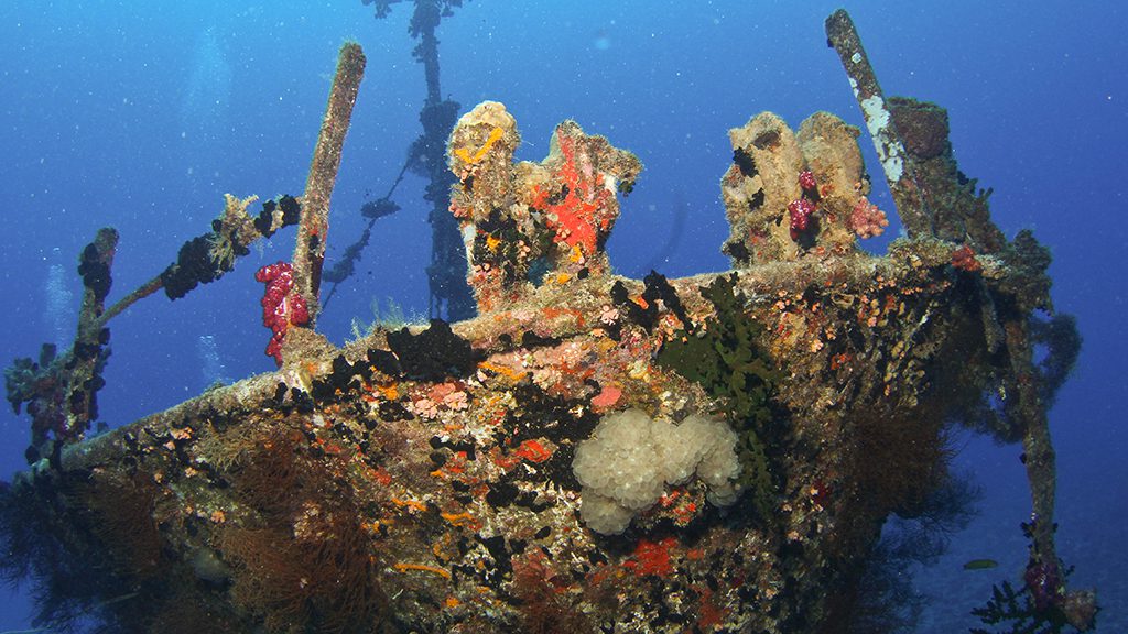19 waidroka bay resort coral coast Fiji wreck dive