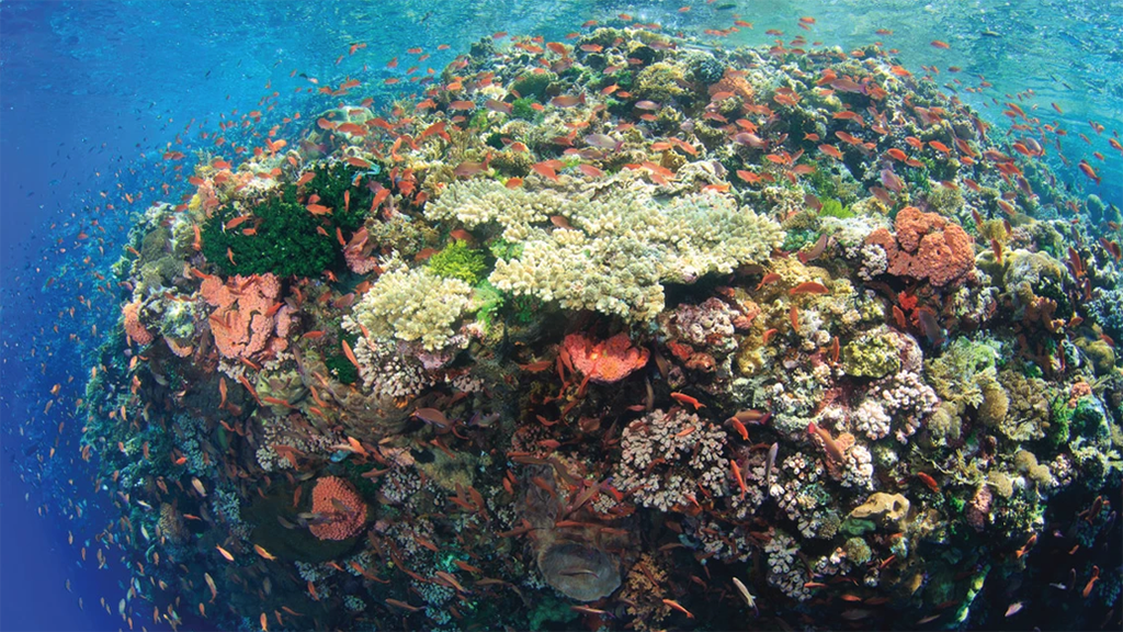 20 Damai 2 Liveaboard Indonesia alor coral scene