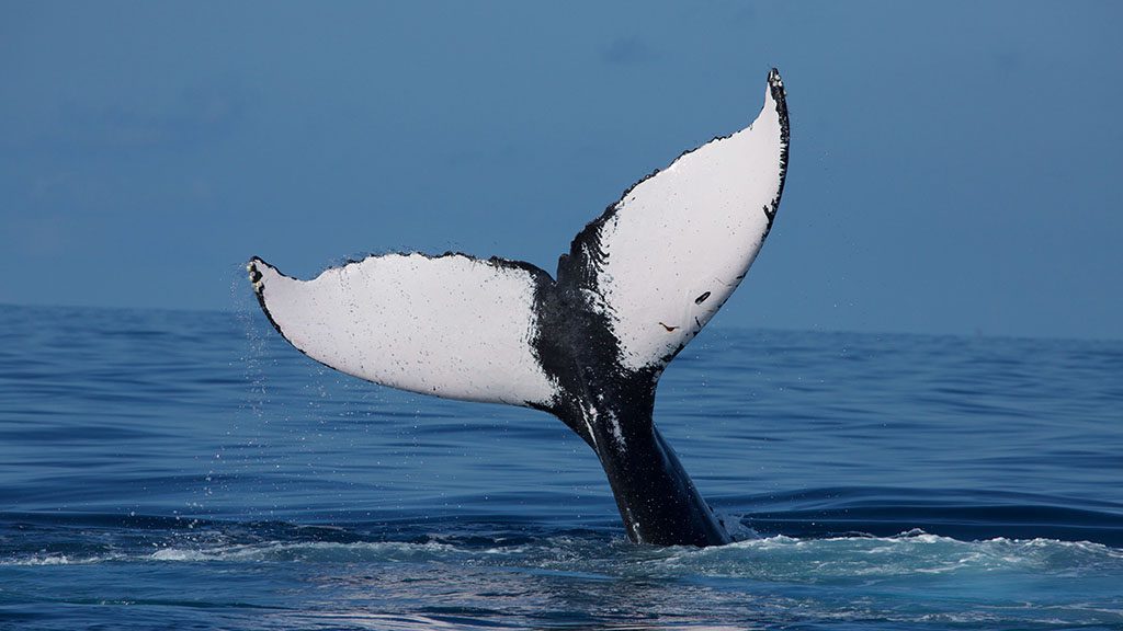 Conscious Breath Adventures swim with humpback whales Silver Bank QR1A0855
