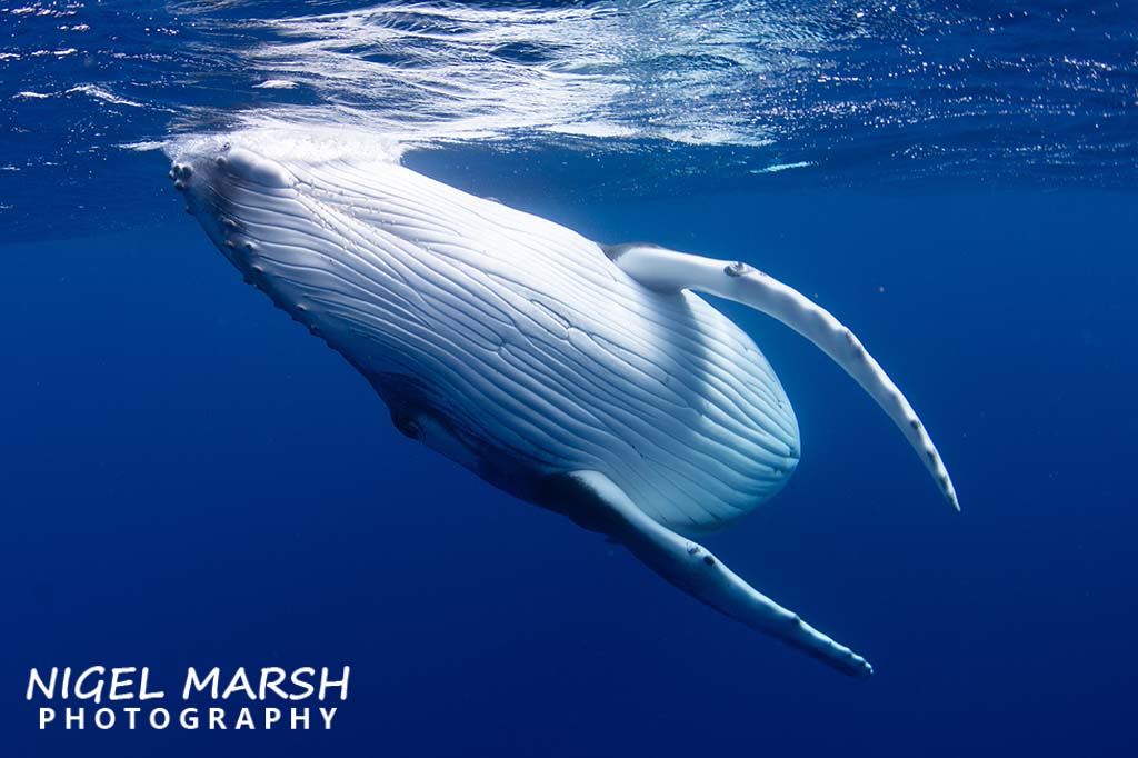 Swim with humpback whales tonga credit Nigel Marsh calf underbelly