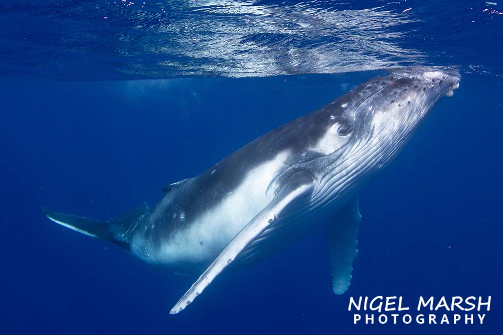 Swim with humpback whales tonga credit Nigel Marsh calf