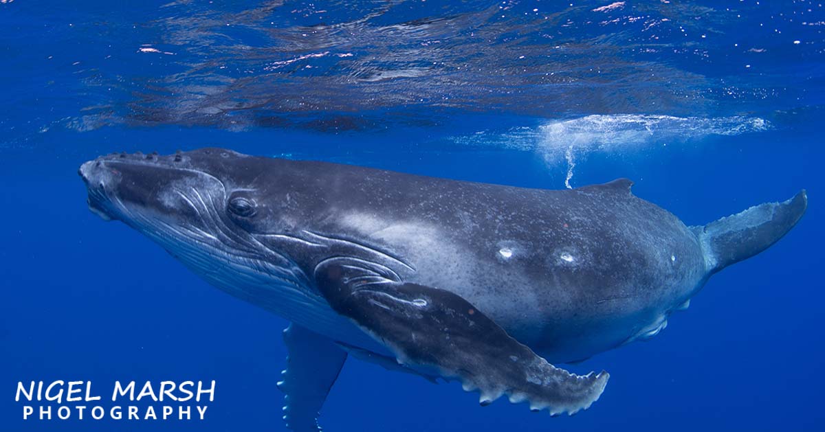 Swim with humpback whales tonga credit Nigel Marsh hero shot
