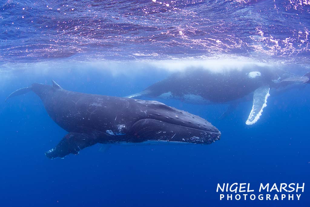 Swim with humpback whales tonga credit Nigel Marsh male escort