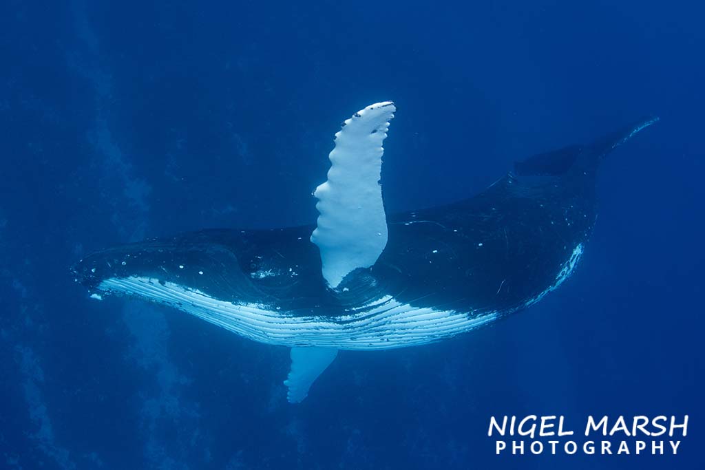 Swim with humpback whales tonga credit Nigel Marsh male