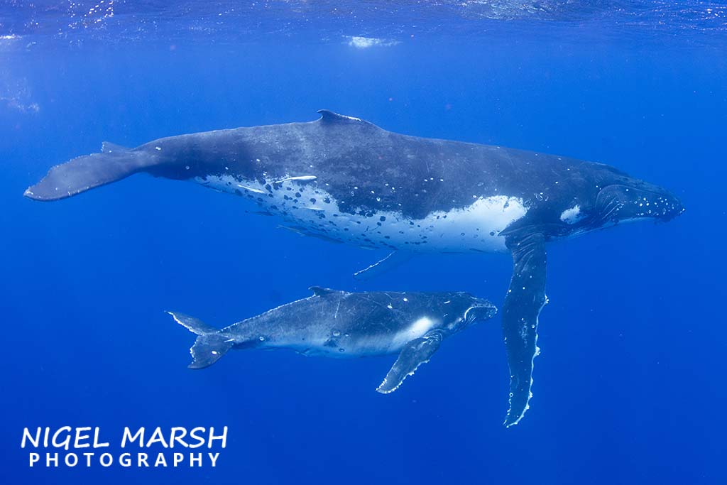 Swim with humpback whales tonga credit Nigel Marsh mother and calf 2