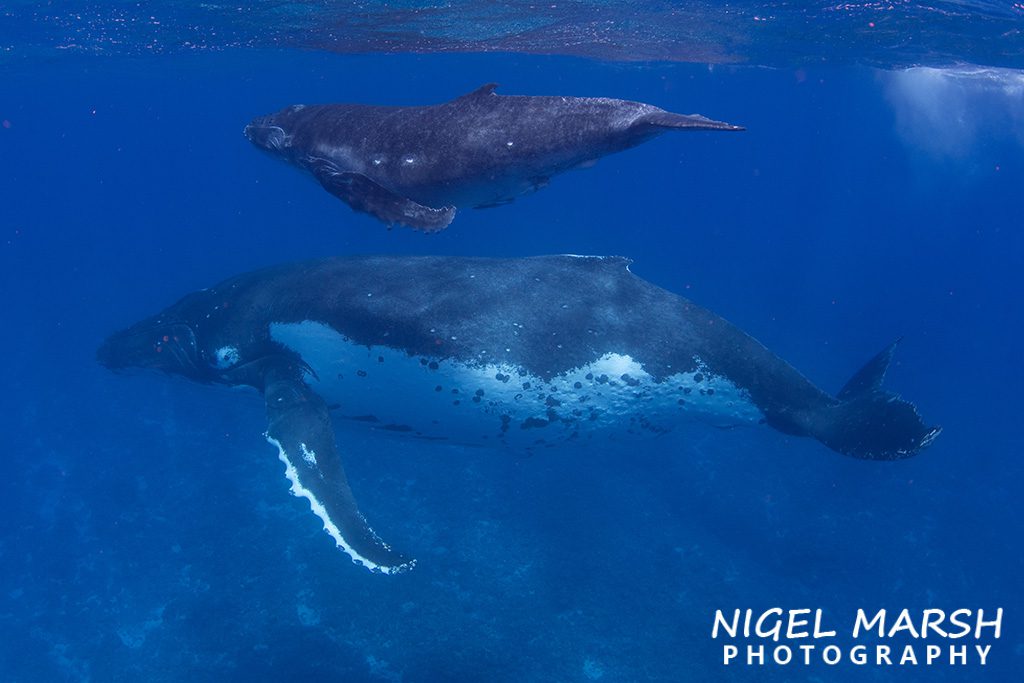 Swim with humpback whales tonga credit Nigel Marsh mother and calf