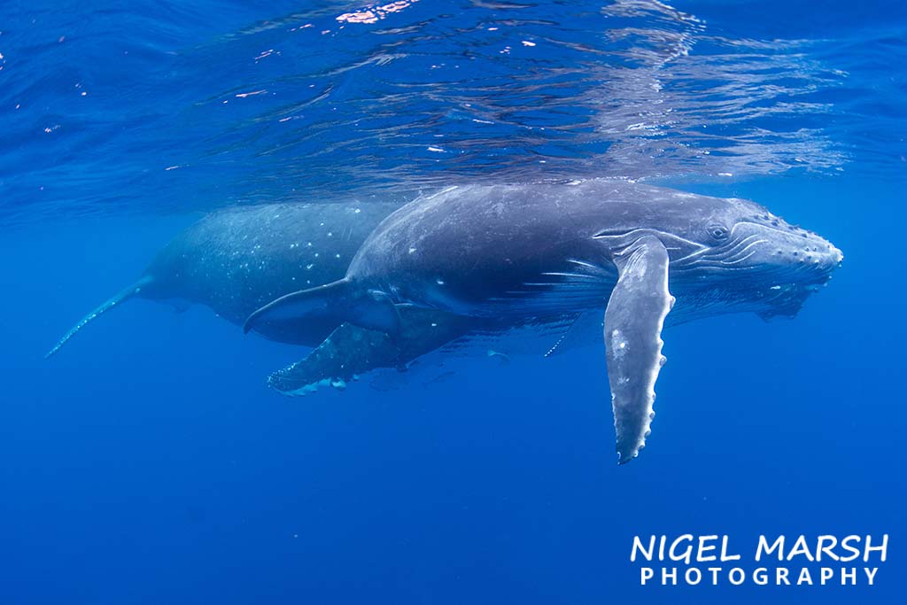 Swim with humpback whales tonga credit Nigel Marsh mother logging