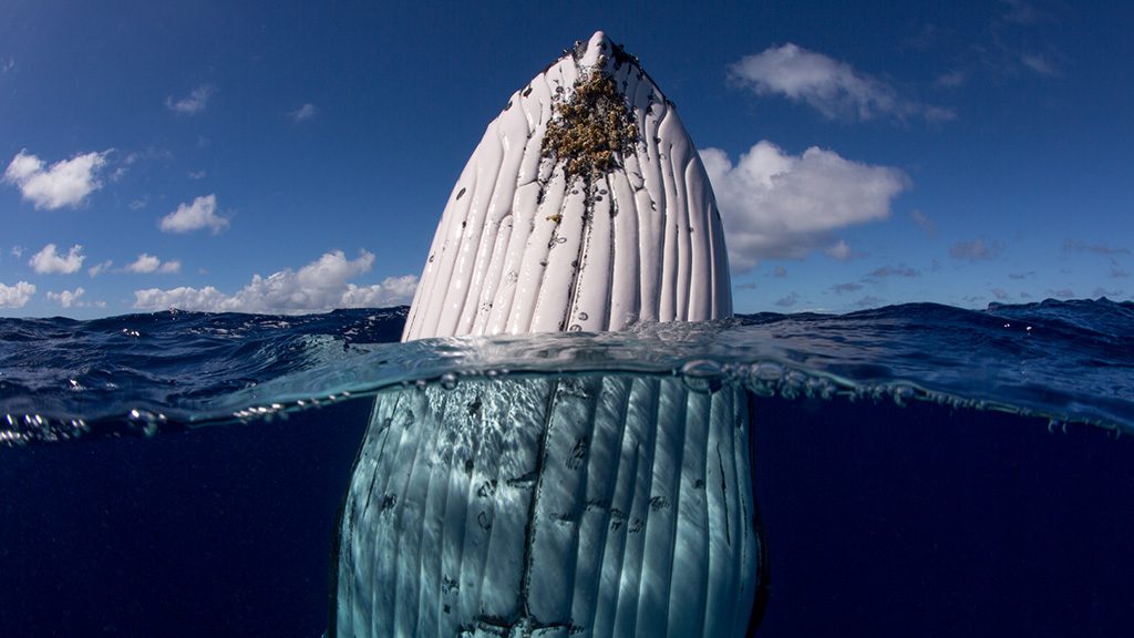 Swimming with Gentle Giants Tonga humpback whale breaching credit Scott Portelli